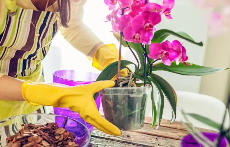 Osoba v žlutých rukavicích přesazuje kvetoucí orchidej do průhledného květináčku