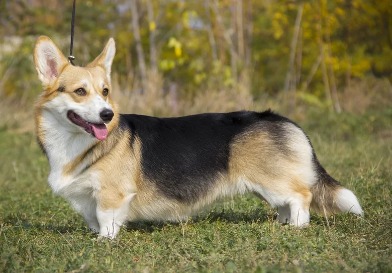 Pembrecký welšský corgí stojí na trávníku venku.