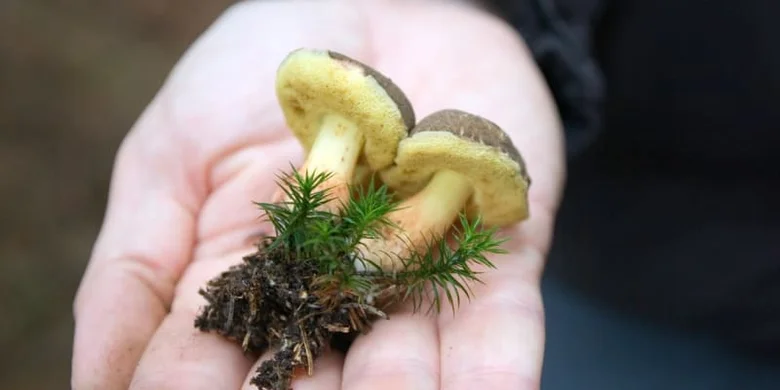 Ruce drží žluté houby s kořeny a malými rostlinami.
