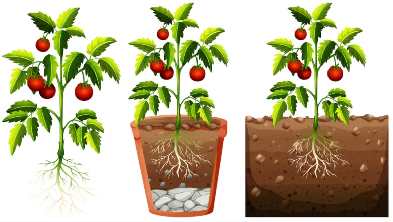 Ilustrace rajčat rostoucích v zemi a květináči s kořeny a plody