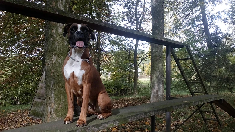 Boxer pes sedí venku v lese na dřevěné plošině.