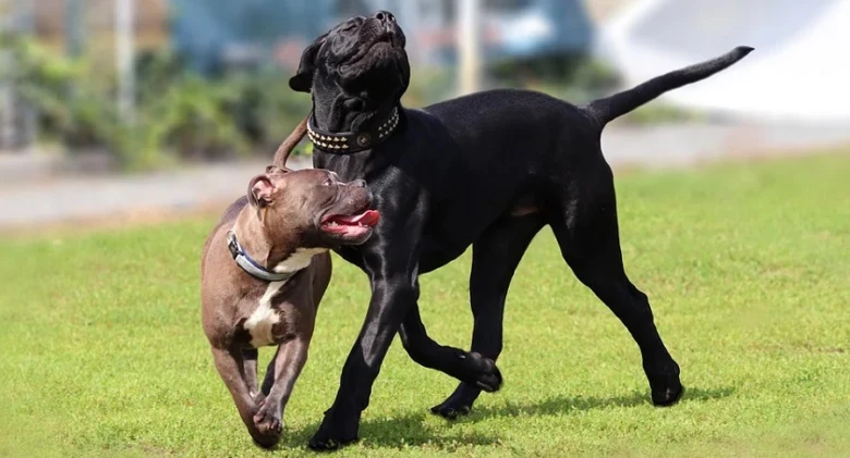 Černý cane corso hrávající s hnědým psem na trávníku
