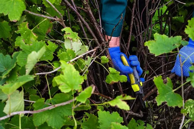 Ošetřování rybízu – řezání větví rukama s nůžkami