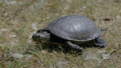 Zelená rosnička chodící po trávě v přírodě.