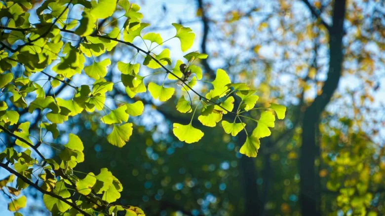 Zelené listy ginkgo biloby na větvi ve slunci