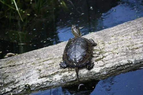 Želva sedí na kmeni ve vodě v přírodě.