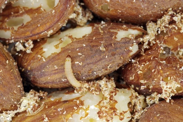 Mol v ořechu – škůdce potravin
