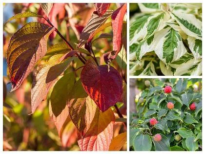 Kolekce fotografií listů dřínu obecného v různých stádiích růstu.