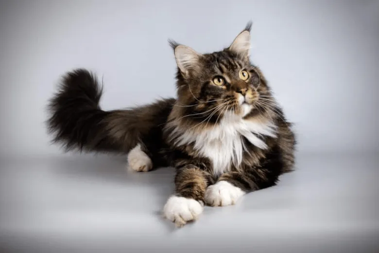 Maine Coon kočka s hustou srstí ležící na šedém pozadí