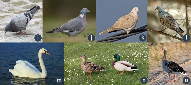 Různé druhy ptáků: holub, labutě, kachny a jiní.