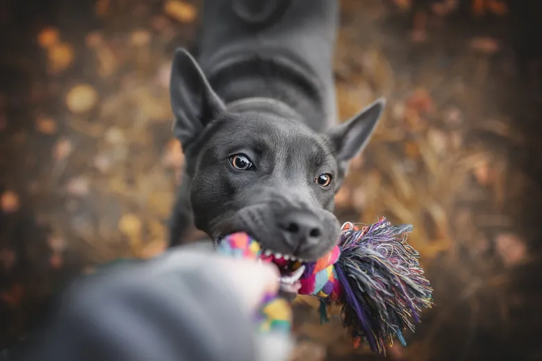 Černý thajský ridgeback štěně hraje s barevnou hračkou.