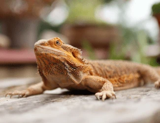 Agama límcová v přirozeném prostředí na dřevěné ploše.