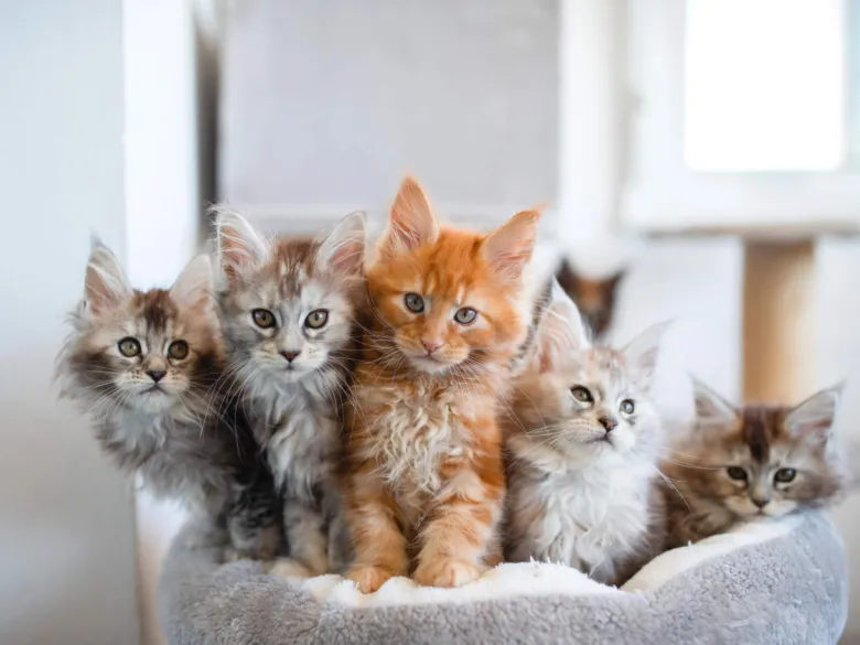 Pět koťat rasy Maine Coon v pohodlném kočičím lehátku