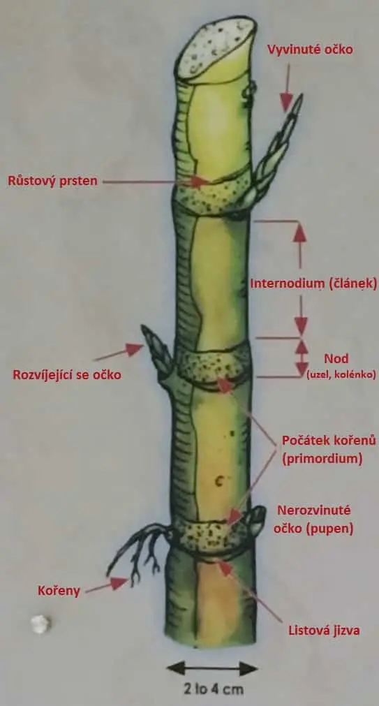 Anatomie cukrové třtiny s českými názvy částí stonku