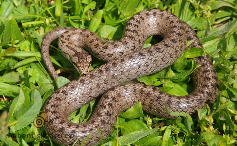 Hladká užovka v zelené trávě na zahradě
