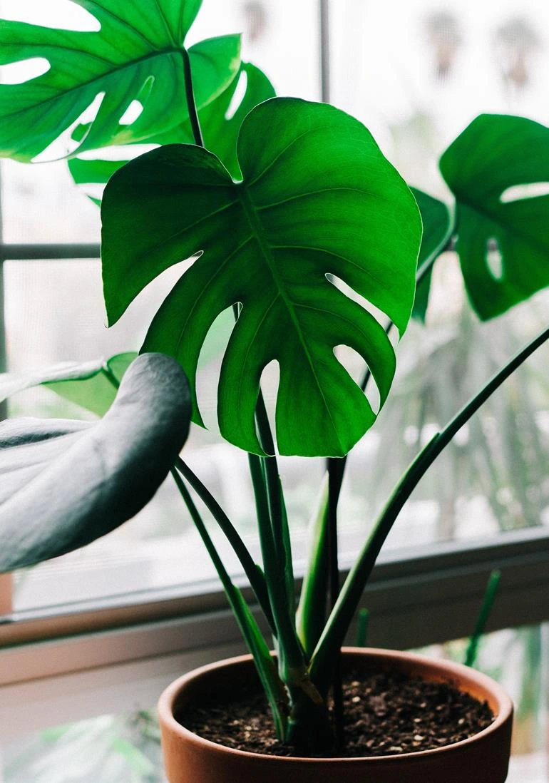 Monstera rostlina v květináči u okna