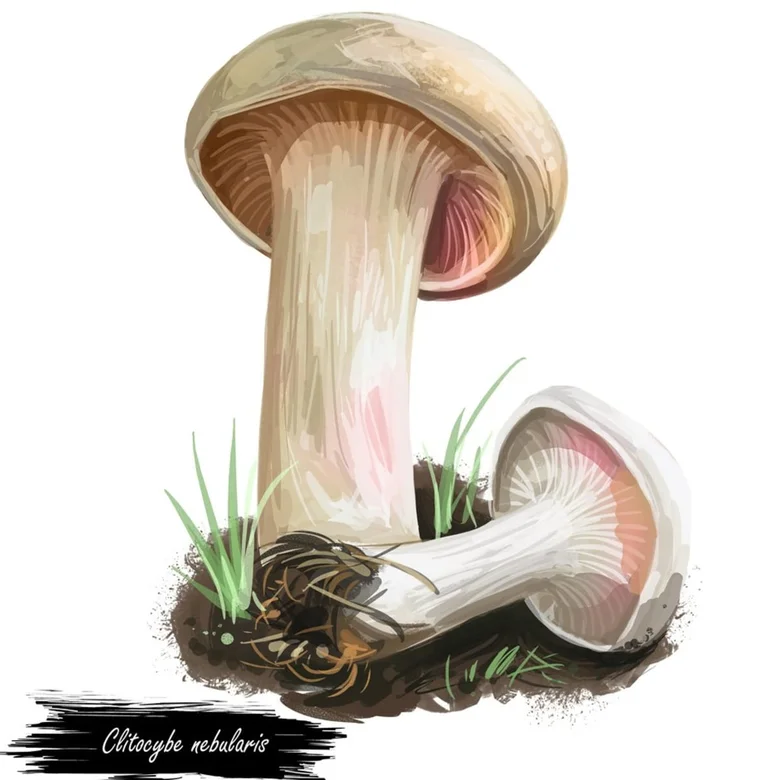 Ilustrace strmělky mlženka rostoucí v zemi s trávou.