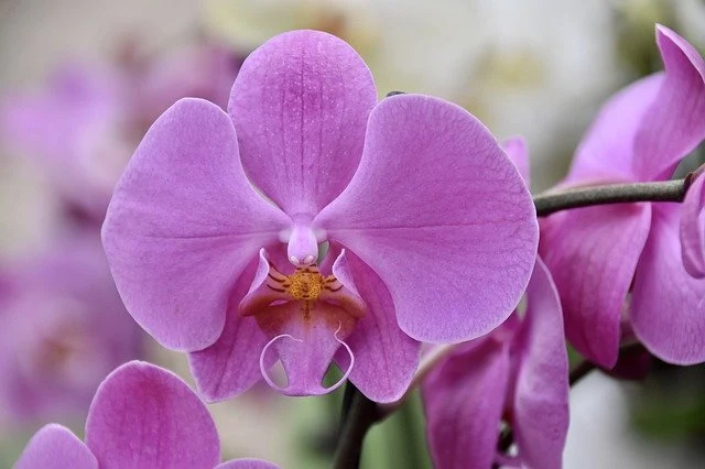 Fialová orchidej v plném květu, detailní záběr