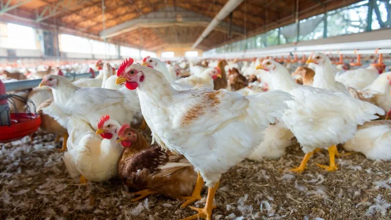 Bílé kuřata v chovu na farmě s krmivem