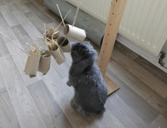 Šedý králík hraje s visícími kartonovými hračkami v interiéru.