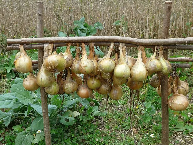 Zralé cibule visící na dřevěném rámu k sušení