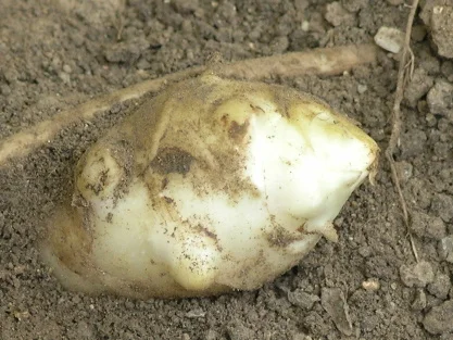 Topinamburový kořen vykopaný z půdy