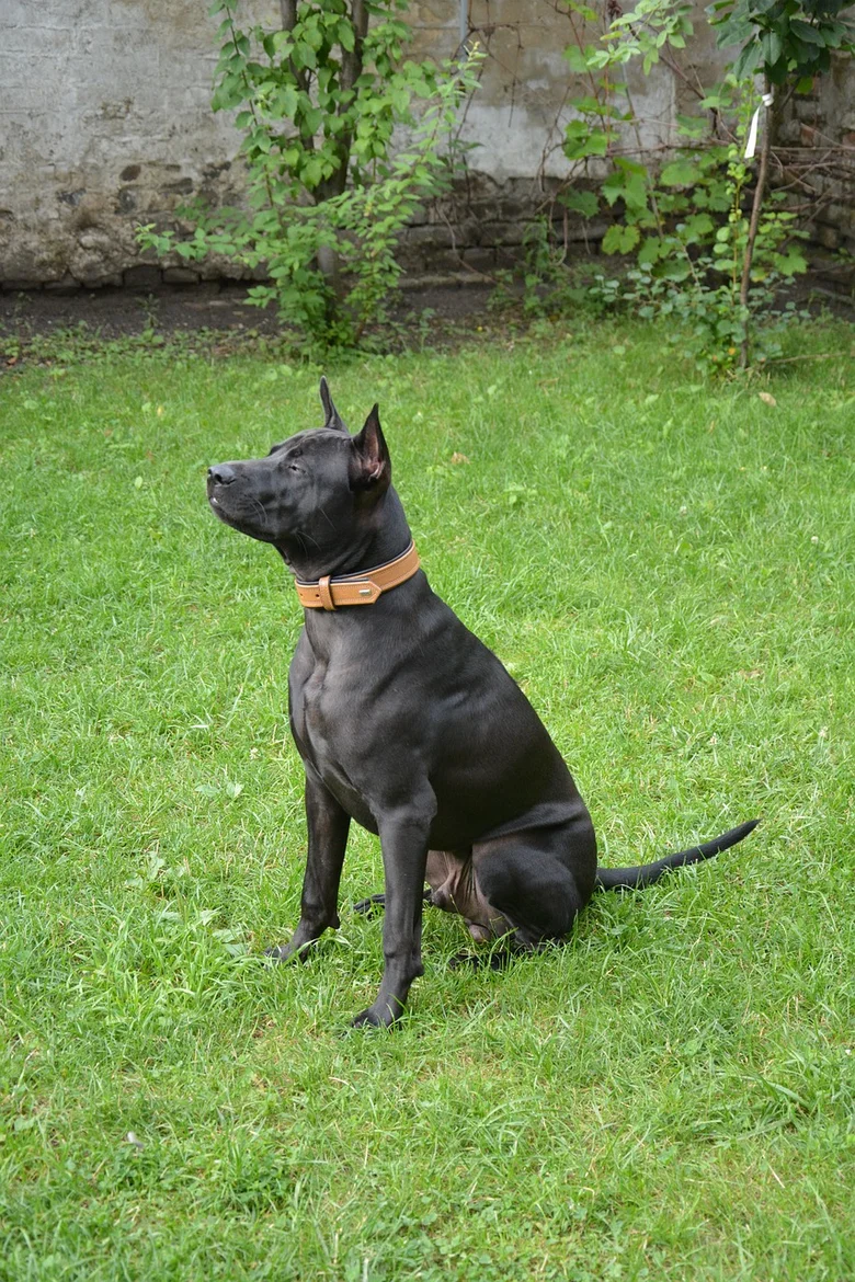 Černý thajský ridgeback sedí na trávě s ušima vztyčenými.