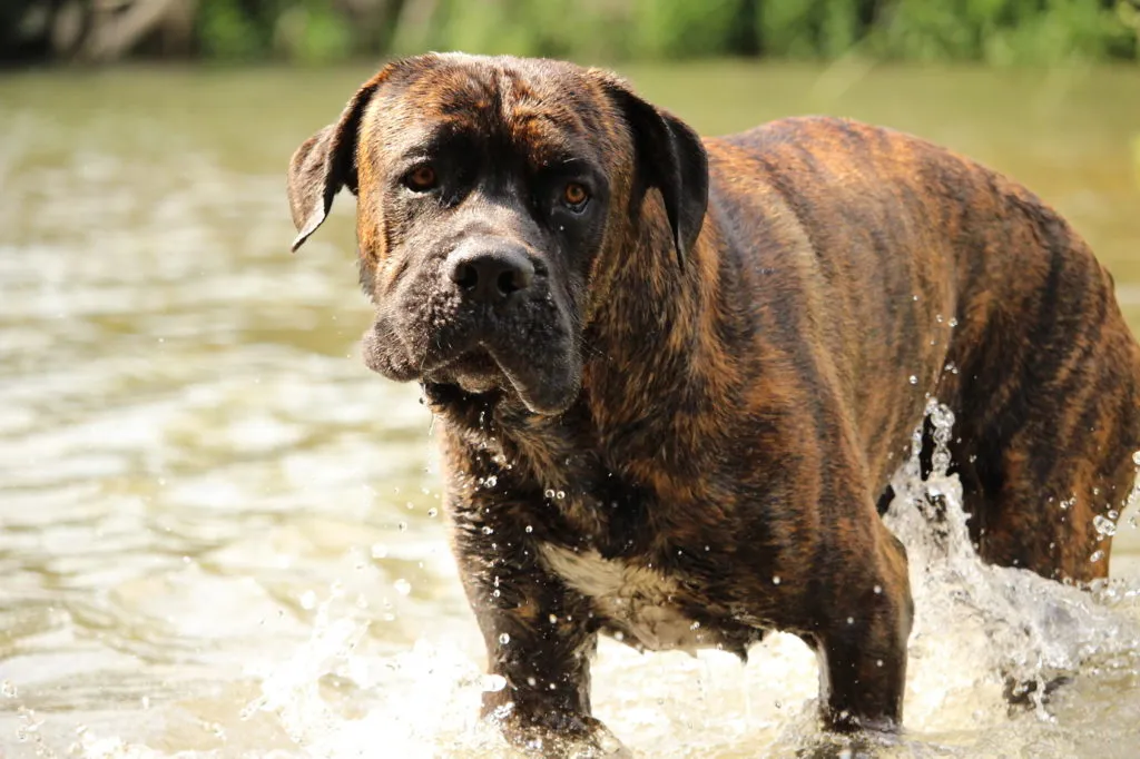 Cane Corso vodě, pohled přímo do kamery