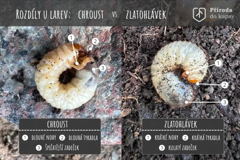 Porovnání larev chrousta a zlatohlávka s popisky rozdílů.