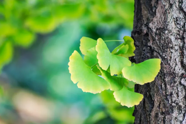 Zelené listy ginkgo biloby na kmeni stromu