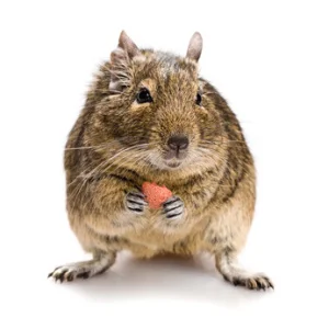 Degu držící mrkev, ilustrace pro článek o chovu.