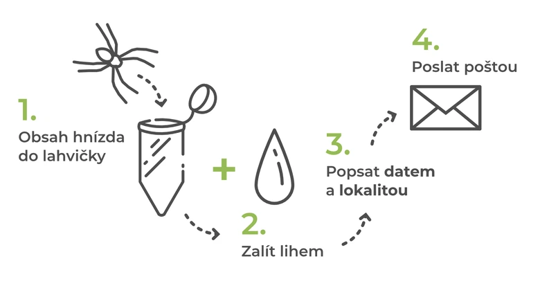 Postup sběru a odeslání asijské kutilky poštou.