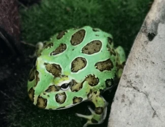 Zelená rosnička s tmavými skvrnami na chmýru.