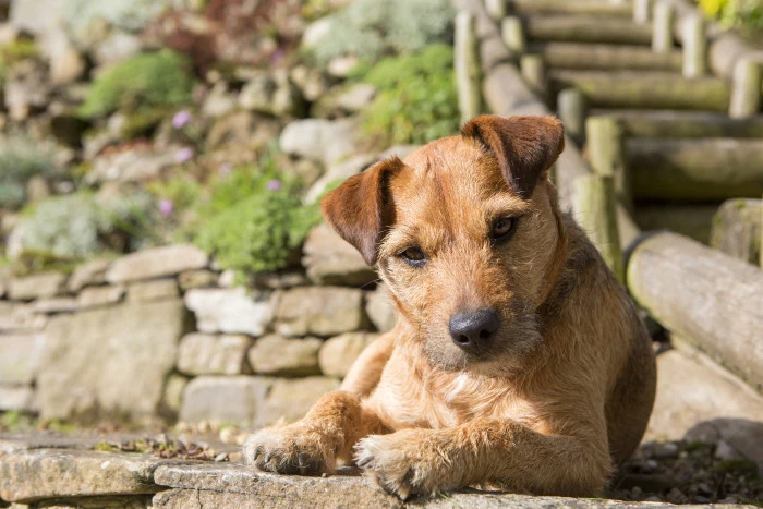 Patterdale teriér ležící na kamenných schodech venku