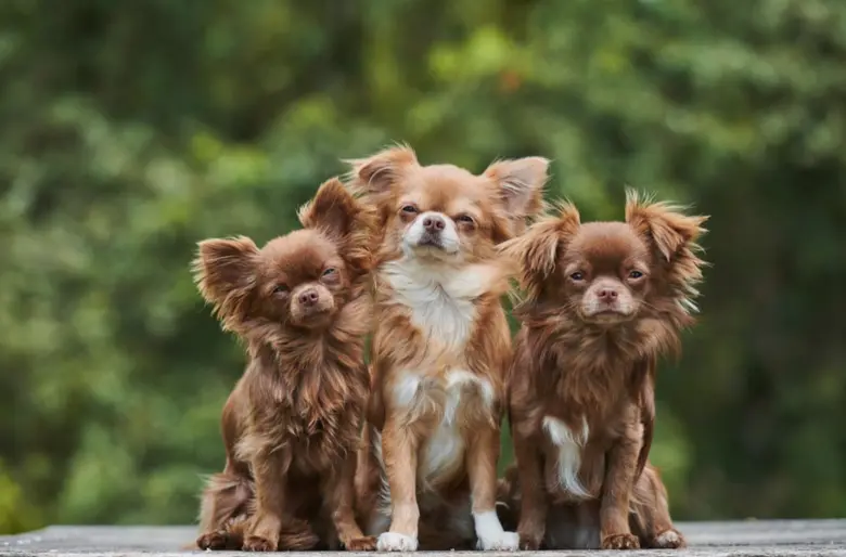 Tři dlouhosrstí chihuahua sedící vedle sebe venku.