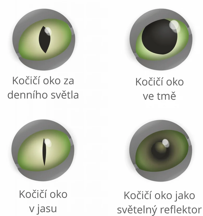 Ilustrace oči kočky v různých světelných podmínkách