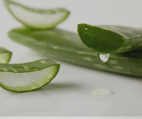 Svíčková rostlina aloe vera s kapkou želé na bílém pozadí