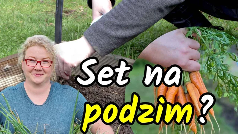 Ruční sklizeň mrkve v zahradě s českým nápisem.