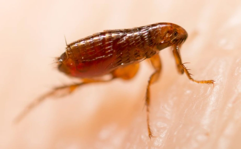 Blecha na lidské pokožce v makro záběru