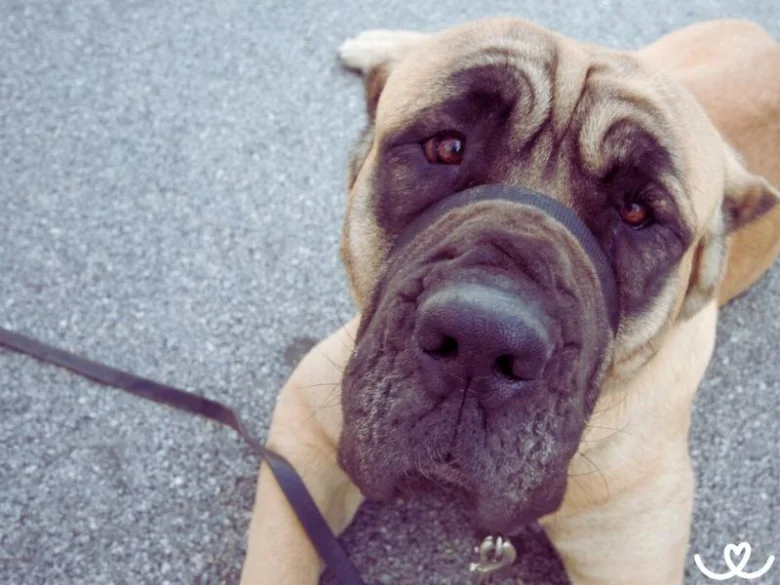Cane Corso pes s tmavým pyskem a výraznýma očima