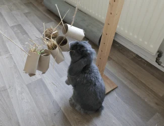 Malý zakrslý králík hraje s papírovou hračkou plnou slámy