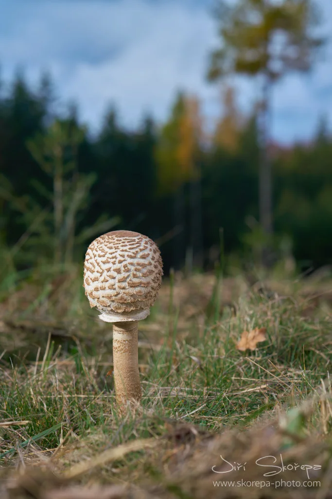 Vysoká bedla s mramorovanou čepicí na trávníku.