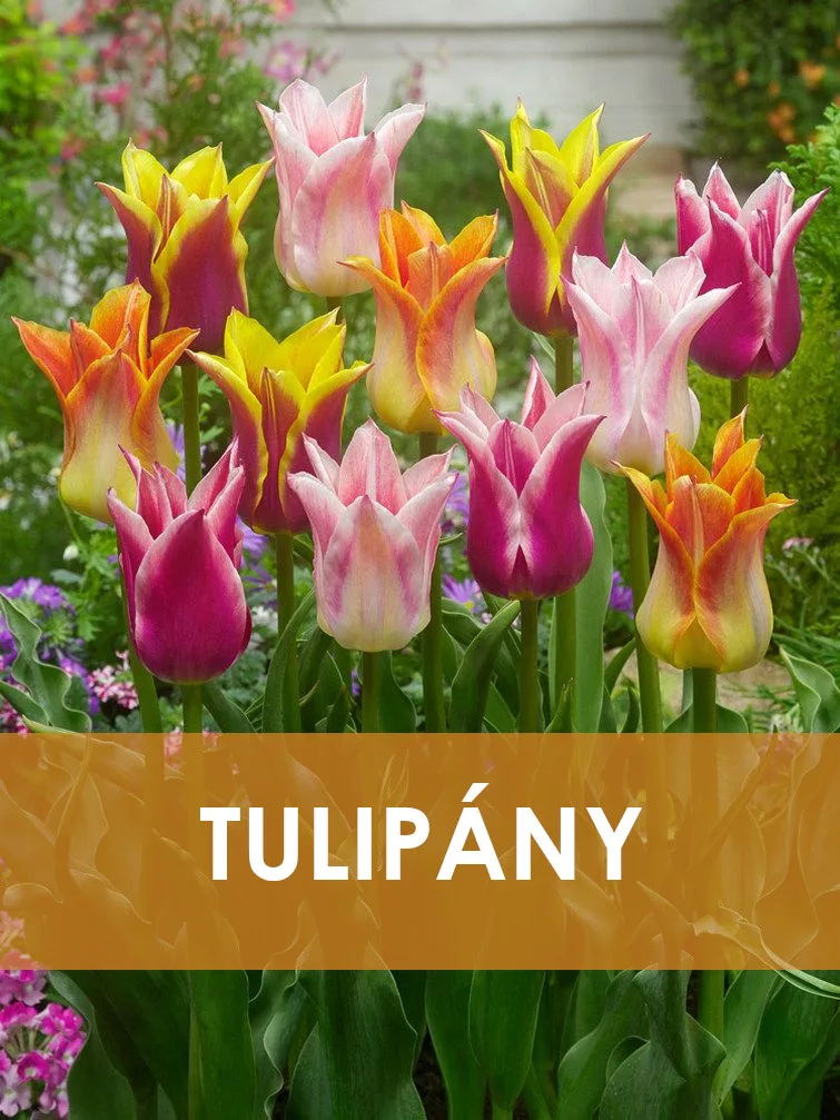 Květinová skupina barevných tulipánů v zahradě.