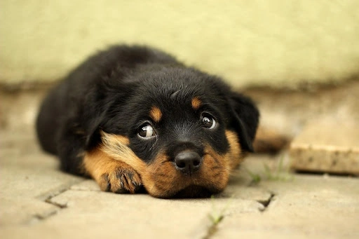 Mladý štěně rottweilera ležící na zemi