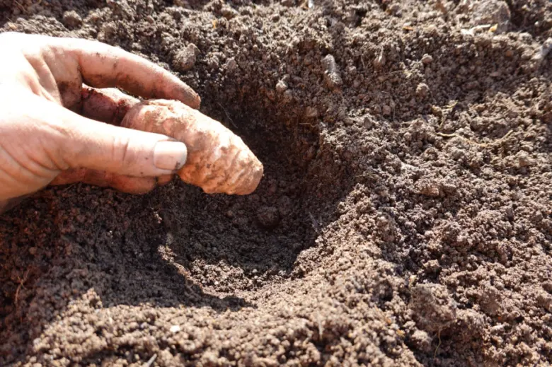 Ruka vysazuje kořen topinamburu do půdy