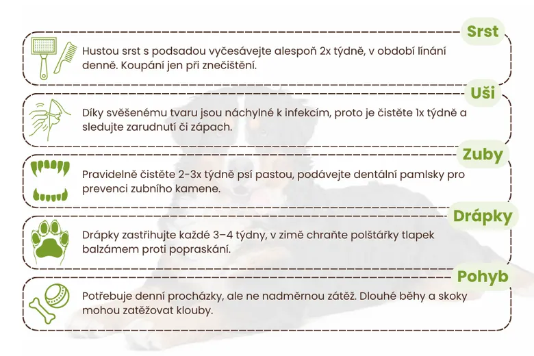 Infografika o péči o psa: srst, uši, zuby a drápky.