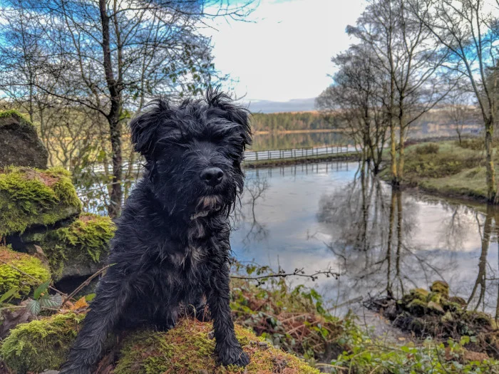 Černý teriér Patterdale sedí na skále u jezera.