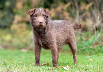 Patterdale teriér stojí na trávníku v přírodě.