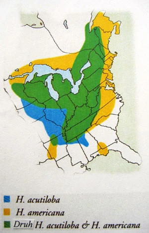 Mapa rozšíření jaterníku podléšky v Severní Americe