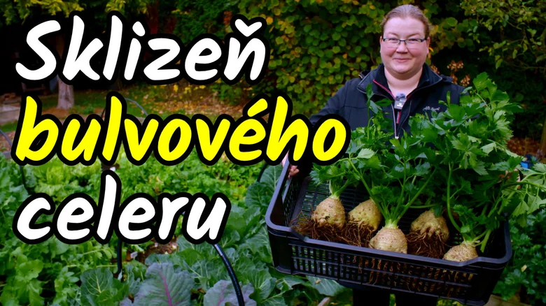 Žena drží košík s čerstvě sklizeným bulvovým celerem v zahradě.